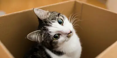 moving house with a cat