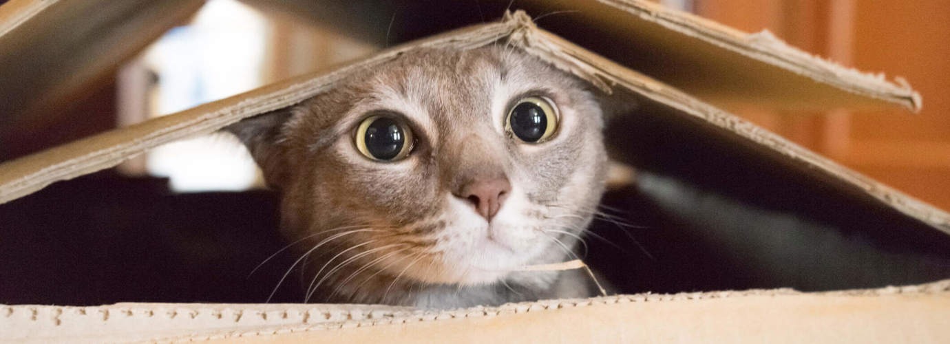 Katzenspielzeug selber machen – drei Ideen für das Wohnzimmer