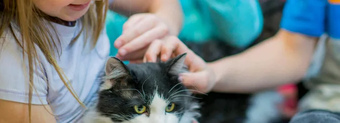 аллергия на кошек лечение