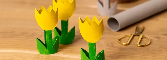 Zewa-Tulpen