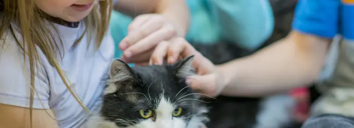 Mačka Alergija Lijek