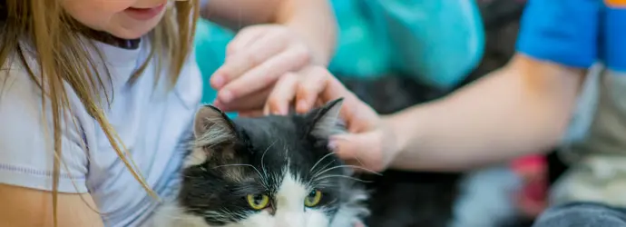 Алергія На Котів