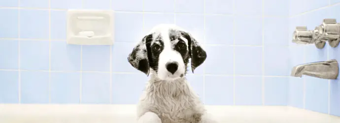 Hund baden - von Kopf bis Pfote