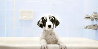 Hund baden - von Kopf bis Pfote