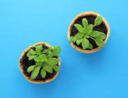diy biodegradable plant pot toilet roll tube 01