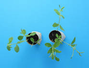 diy biodegradable plant pot toilet roll tube 04