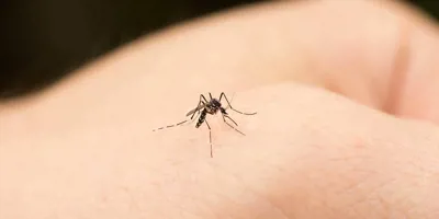 Ένα κουνούπι τσιμπάει ένα ανθρώπινο χέρι