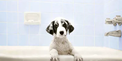 Câine în cada de baie așteptând ora de baie