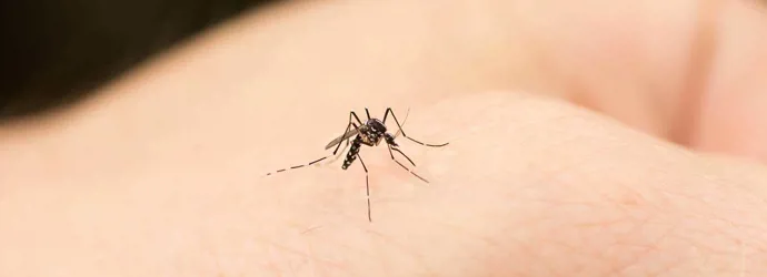 Țânțar muscă o mână de om