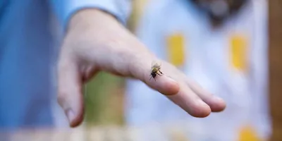 Prim-plan cu o viespe pe mâna unui bărbat