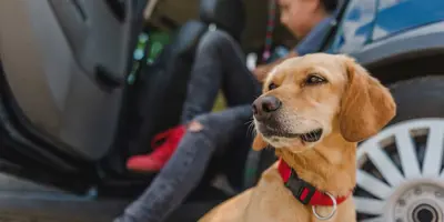 Ein gelber Hund sitzt in einem Auto und ist bereit zum Verreisen