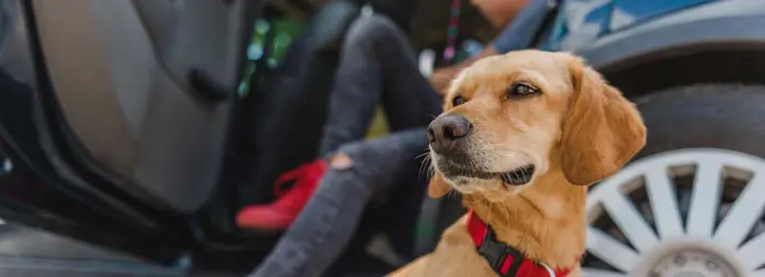 Ein gelber Hund sitzt in einem Auto und ist bereit zum Verreisen