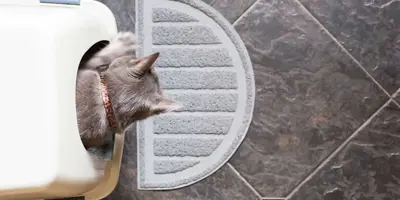 Ein Kätzchen sitzt in einem sauberen Katzenklo