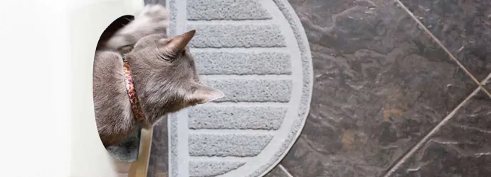 Ein Kätzchen sitzt in einem sauberen Katzenklo