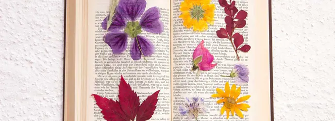 Gepresste Blumen in einem geöffneten Buch