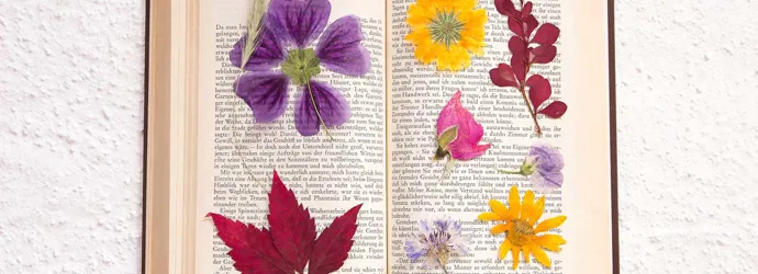 Gepresste Blumen in einem geöffneten Buch