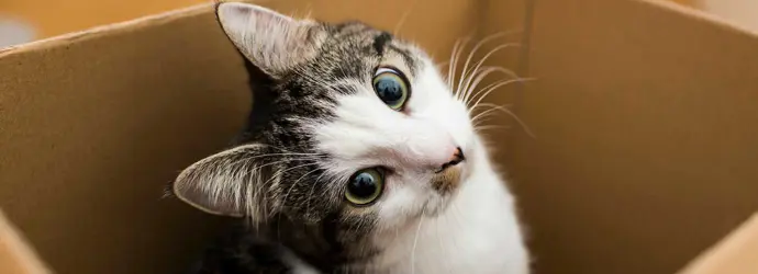 Eine Katze sitzt in einer Box aus Karton und blickt mit schrägem Kopf in die Kamera