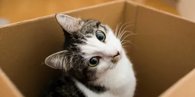 Eine Katze sitzt in einer Box aus Karton und blickt mit schrägem Kopf in die Kamera