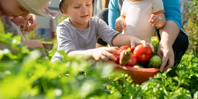 Eine Familie sammelt reife Tomaten in einem verwilderten Garten.
