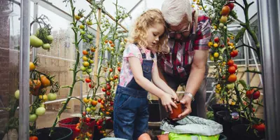3 Methoden, um grüne Tomaten nachreifen zu lassen