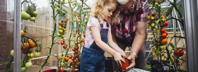 3 Methoden, um grüne Tomaten nachreifen zu lassen