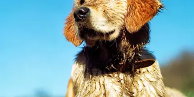 5 einfache Schritte zur Desinfektion und Pfotenpflege für Hunde