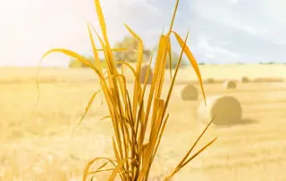 Ein Strohbündel vor einem großen Weizenfeld.
