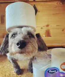 Ein Hund trägt eine Zewa-Toilettenpapier Rolle ohne Hülse auf dem Kopf, neben einer geöffneten Packung Toilettenpapier.