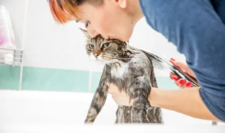 Как купать кошку, чтобы вы ей потом нравились