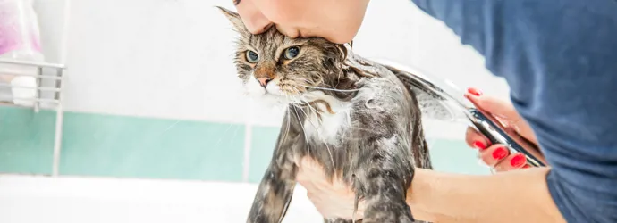 Как купать кошку, чтобы вы ей потом нравились