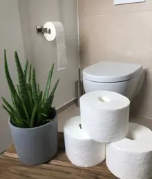 Drei Zewa Toilettenpapier Rollen gestapelt neben einer Topfpflanze in einem Badezimmer.