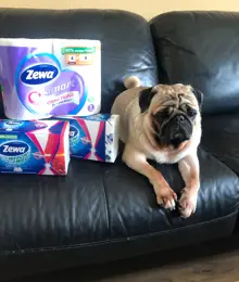 Ein Mops sitzt auf einem schwarzen Ledersofa neben einer Packung Zewa Smart und Zewa Wisch & Weg.